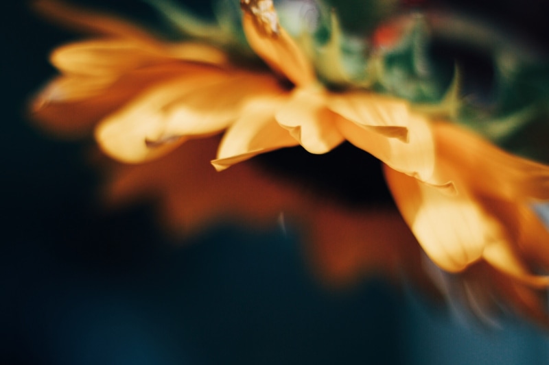 plant, focus, april, vulnerability, one person, singular, beauty in nature, out of foucs, droop, fragility, flowering plant, finger, haze, flower