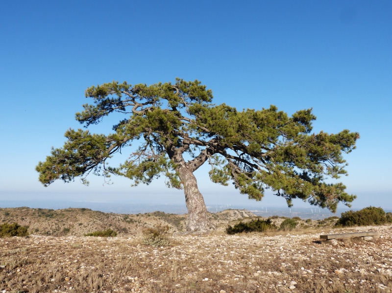 montsant, arid climate, day, grass, coniferous tree, tranquil scene, nature, environment, tranquility, tree, plant, pi cugat, scenics - nature, 4K, land