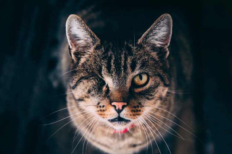 face, domestic cat, day, domestic, tabby, one animal, focus on foreground, pets, feline, singular, portrait, animal body part, animal themes, close-up