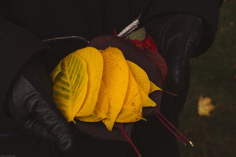 united kingdom, human body part, cold, outdoors, lifestyles, one person, forest, human hand, plant, real people, yellow, autumn, trees, bedale, casual clothing