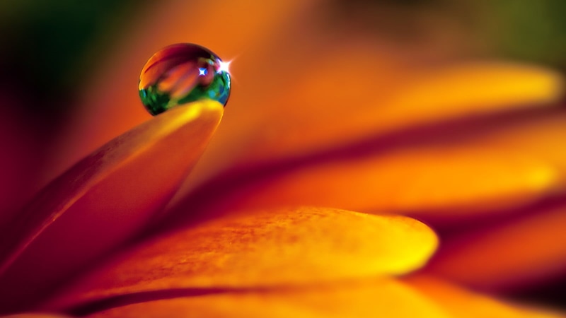 food and drink, flowering plant, macro, bubble, multi colored, petals, close-up, indoors, orange color, water drops, studio shot, selective focus, abstract