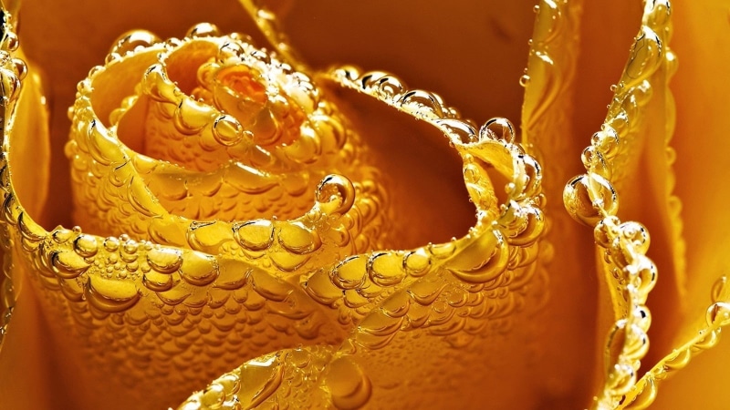 dew, selective focus, indoors, art and craft, freshness, jewelry, creativity, yellow flowers, ornate, rose, drink, yellow, full frame, flowers, 720P, orange color