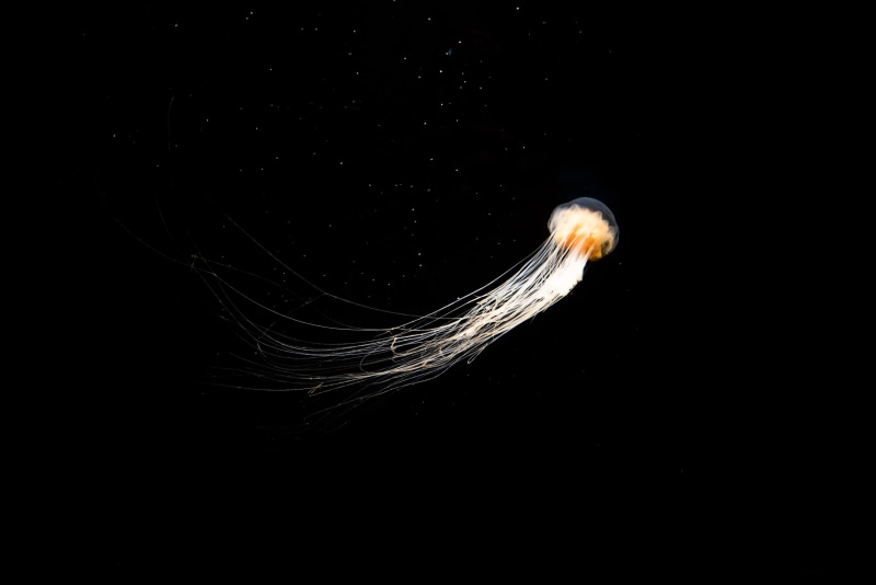 4K, swim, indoors, animal themes, copy space, digital, black, jelly, ocean, yellow, dark, swimming, studio shot, aqua, sea, no people, one animal, tentacle