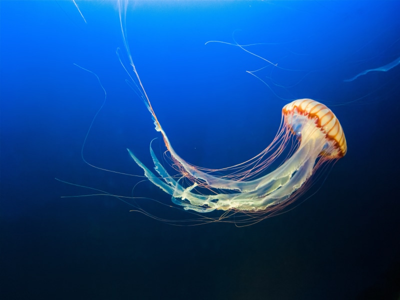 8K, 8K, 4K, Jellyfish, Underwater, Blue, Aquarium