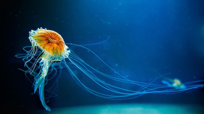 animal themes, sea life, animal wildlife, aquarium, Medusa, no people, 1080P, marine, nature, sea, undersea, animal, blue, blue background, swimming, underwater