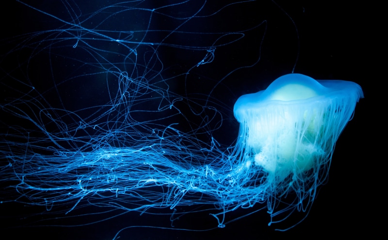 Glow, no people, close-up, long exposure, Sea, invertebrate, Dark, black background, Blue, animal, motion, indoors, glowing, studio shot, abstract, pattern