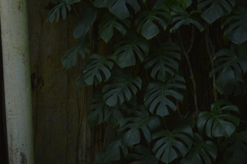 fragility, beauty in nature, outdoors, plant part, growth, built structure, plant wall, green color, vulnerability, 4K, day, architecture, close-up, no people