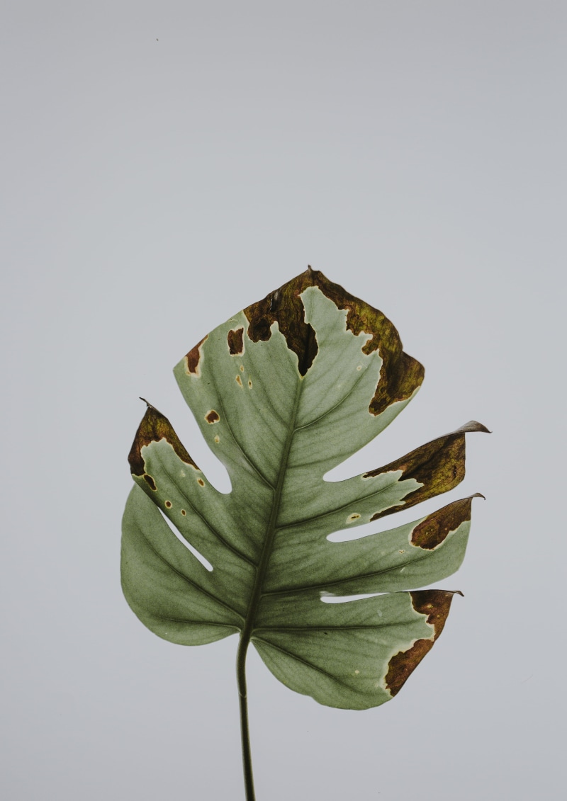 flower, still life, close-up, indoors, vulnerability, leaves, leaf, photo, white background, copy space, beauty in nature, studio shot, withered, 4K, plant