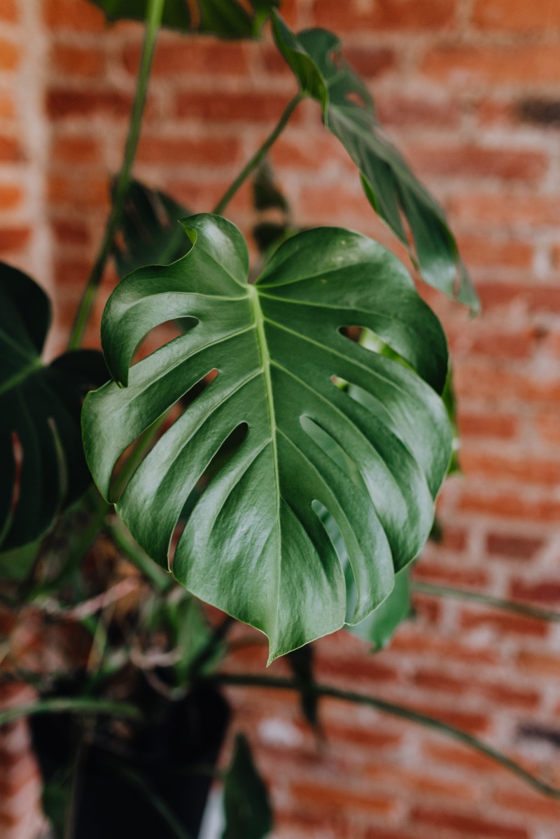 plant part, selective focus, close-up, beauty in nature, green, growing, 4K, plant, green color, brick wall, wall, outdoors, high angle view, interior