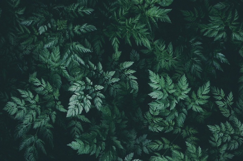 plants, green, 1080P, leaves, nature