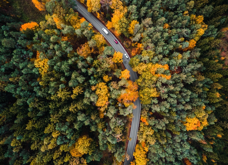 room for text, leaves, road, beauty in nature, close-up, roads, plant part, change, autumn collection, tree, trees, birds eye, nature, orange color, transportation