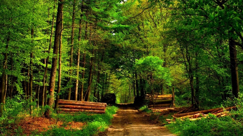 1080P, logs, forest, path, timber, nature and landscapes