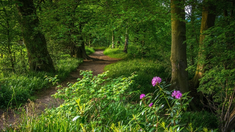 green leaves, pathway, nature, purple flower, plant, flower, wildflower, 4K, woodland, path, tree, forest path, green forest, grass