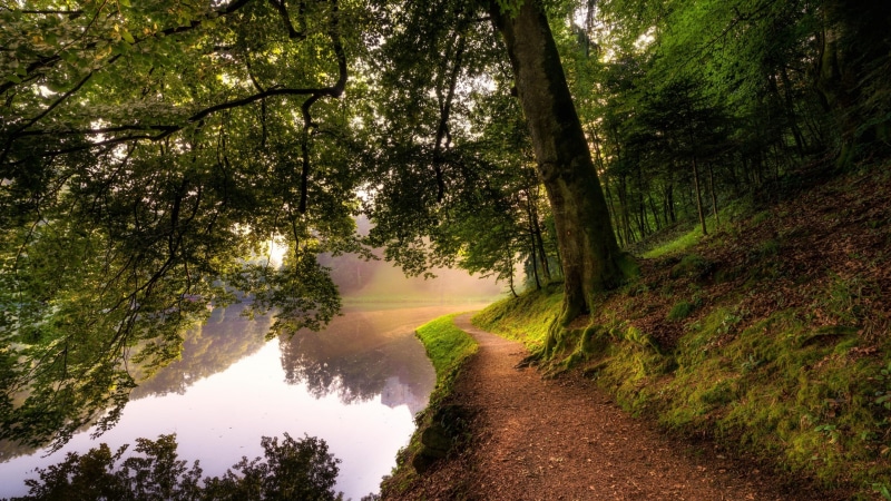 path, 4K, riverside, forest, pathway, river