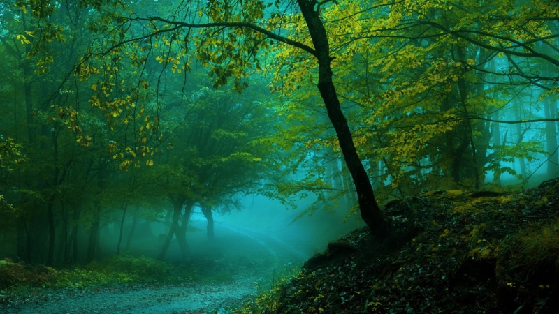 pathway, forest, spring, trees, path, 4K, wet, misty