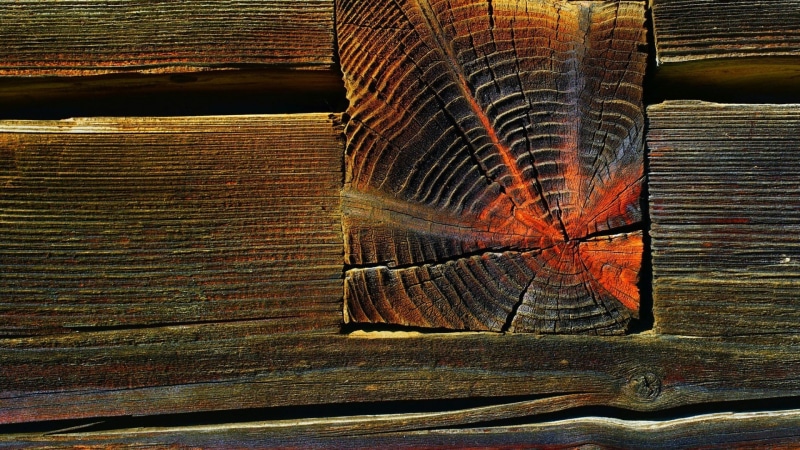planks, wood grain, wood, rough, animal themes, wooden surface, animal wildlife, brown, natural pattern, texture, wood - material, still life, backgrounds