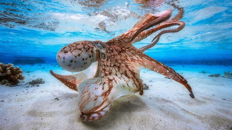 water, water world, underwater, 1080P, clear, octopus