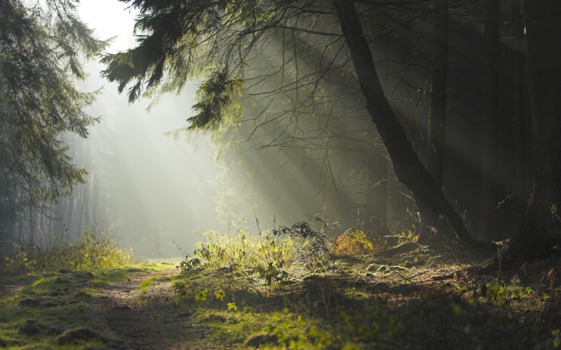 tranquil scene, sunbeam, leafed, trunk, path, tranquility, tree, beauty in nature, day, scenics - nature, growth, 1080P, green, sunlight, trees, non-urban scene