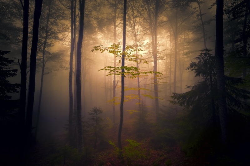 environment, scenics - nature, tree trunk, growth, land, 1080P, plant, mist, dark, tree, hazy, nature, tranquil scene, no people, tranquility, fog, non-urban scene