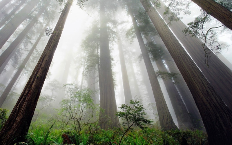 tranquil scene, low, tree, angle, scenics - nature, non-urban scene, forest, hazy, trees, trunk, shrubs, photography, day, land, mist, tall, growth, redwood