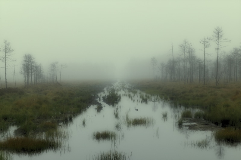 mist, nature, tree, reflection, fog, non-urban scene, outdoors, water, scenics - nature, no people, hazy, 4K, plant, trees, tranquil scene, tranquility