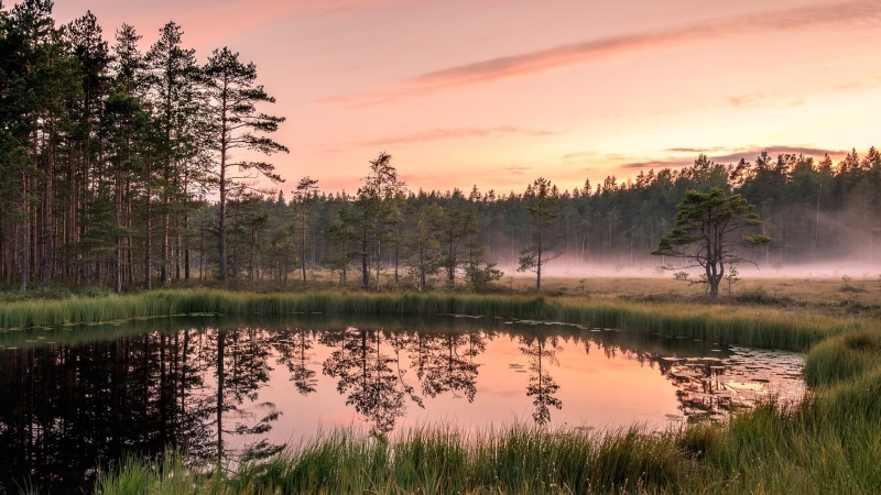 bog, morning, 1080P, dawn, marsh, wetland, pink sky, pond, swamp, reflection