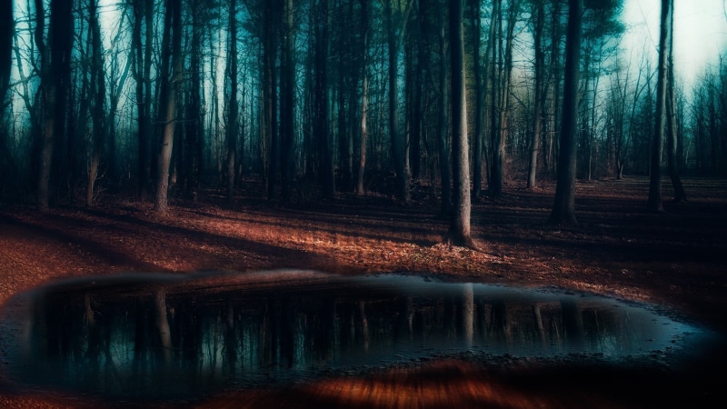 mist, reflection, landscape, morning, no people, growth, non-urban scene, woodland, pine trees, beauty in nature, swamp, shadow, trees, trunk, land, nature
