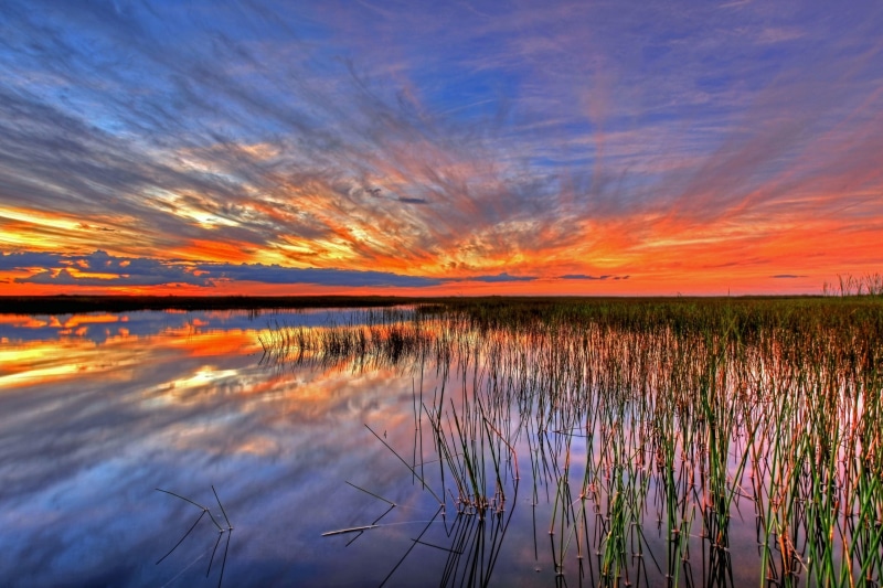 usa, swamp, 1080P, everglades