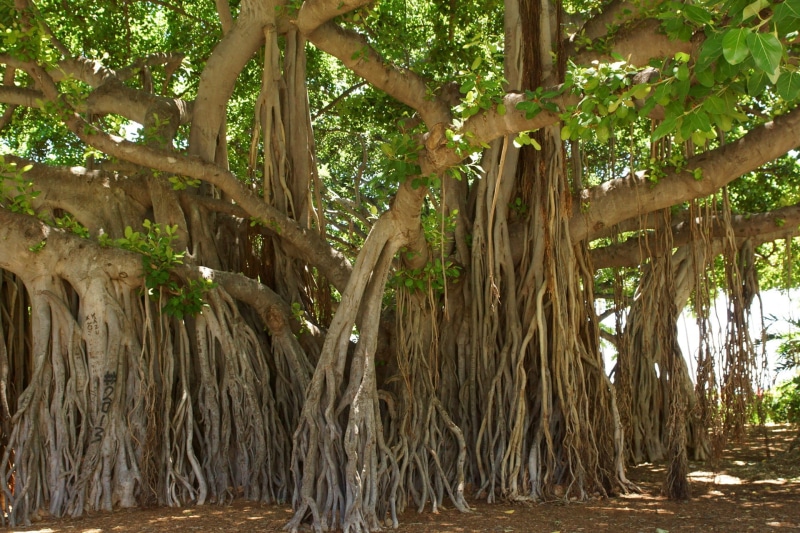 banyan tree, trunk, green, brown, plant, honolulu, nature, beauty in nature, plant part, hawaii, tree, leaf, forest, no people, rainforest, branch, low angle view