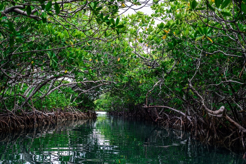 tropical Climate, sea, woodland, non-urban scene, tranquil Scene, no People, green Color, usa, land, freshness, blue, pond, landscape, beauty In Nature
