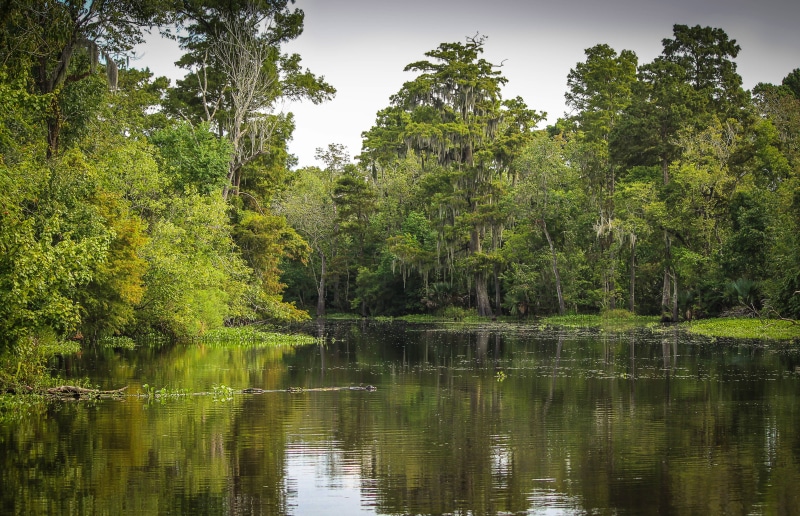 beauty In Nature, summer, day, outdoors, plant, 5K, tranquility, Louisiana, forest, woodland, pond, idyllic, growth, scenics, land, United States, trees