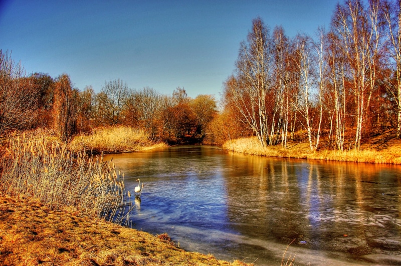 beauty In Nature, garden, woodland, tranquil Scene, animal themes, water, meadow, one animal, reflection, park, rural Scene, animal, river, swamp, plant