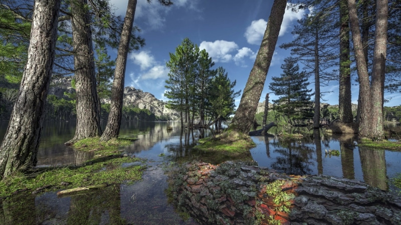 river, bayou, wetland, sky, forest, wilderness, swamp, tree, water, 1080P, lake