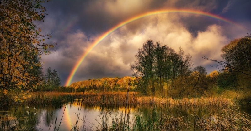 Nature, Rainbow, 1080P, Earth, Swamp