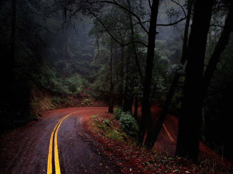 journey, day, red, leaf, woodland, gray, single Lane Road, concrete, Japan, non-Urban Scene, plant, landscape, nature, autumn, beauty In Nature, lane, the way forward