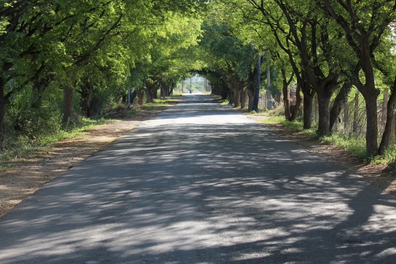 single lane road, India, diminishing perspective, indian village, no people, alone, Road, 5K, growth, shadow, sunlight, vanishing point, outdoors, tree canopy