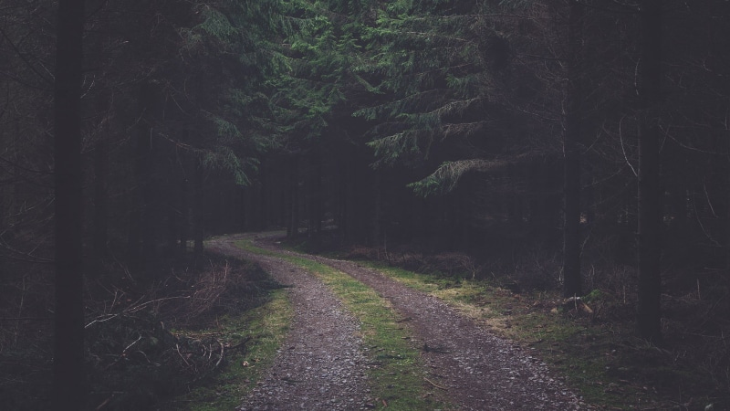 forest, faded, land, tranquility, plant, 1080P, day, diminishing perspective, morning, footpath, the way forward, growth, dirt road, summer, pine cones