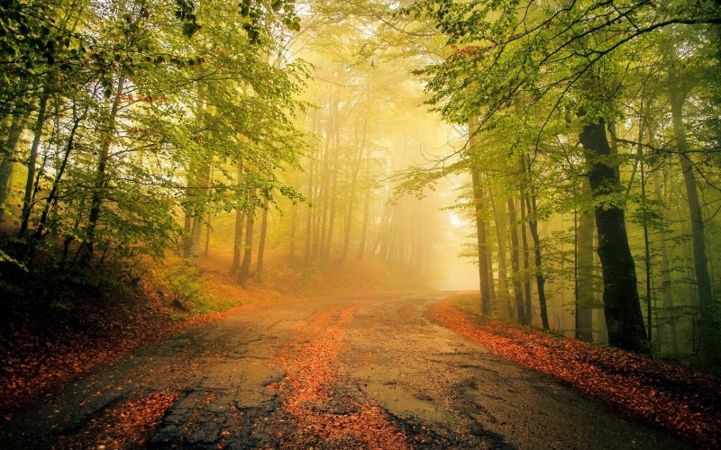 woodland, bright, no People, magic, nature, non-Urban Scene, light - Natural Phenomenon, daytime, fog, concrete, bush, fantasy, tranquil Scene, road, leaves