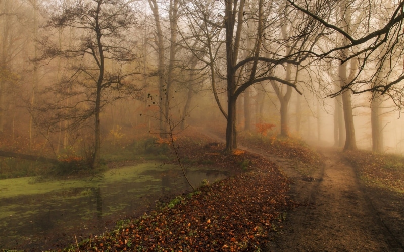 environment, tranquility, tree trunk, plant, vibrant Color, road, morning, footpath, branch, magic, sunbeam, pathway, october, water, trees, season, trunk