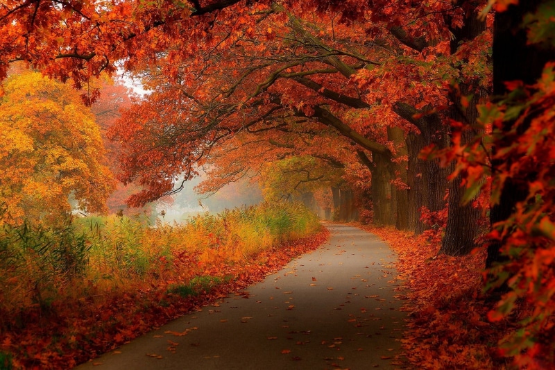 beauty In Nature, diminishing perspective, multi Colored, lane, asphalt, plant part, gold Colored, 1080P, landscape, branch, single Lane Road, leaf, maple