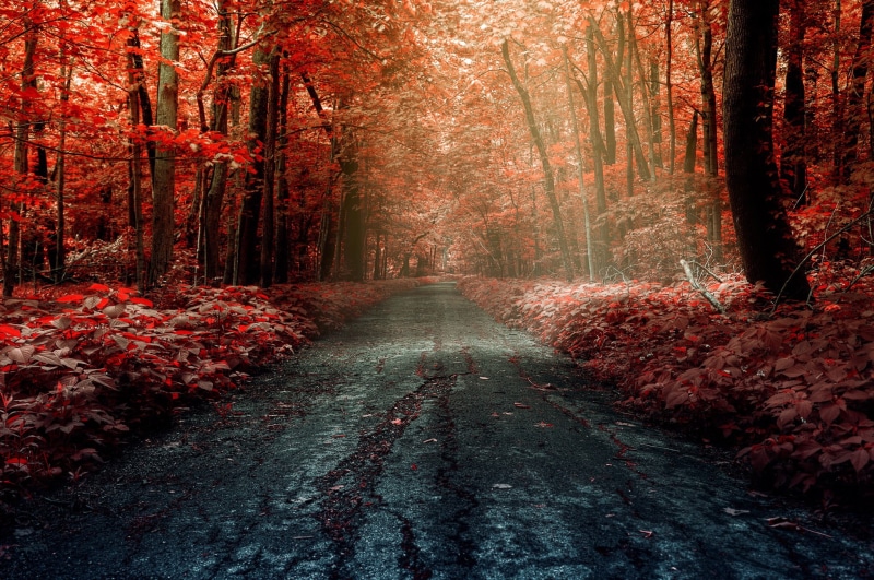 lush Foliage, tree, leaves, autumn collection, branch, woodland, street, light - Natural Phenomenon, plant, rural Scene, scenics - nature, red, landscape