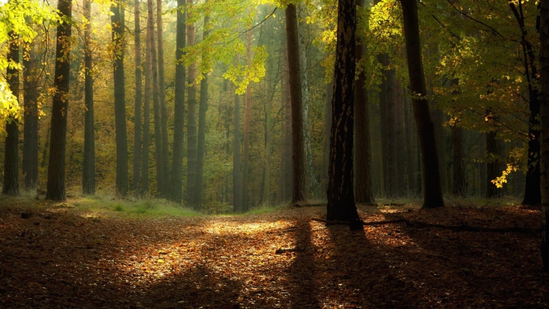 branch, footpath, trees, woodland, magic, backgrounds, nature, scenics, mystery, day, tree, no People, streaming, plant, sun, multi Colored, environment