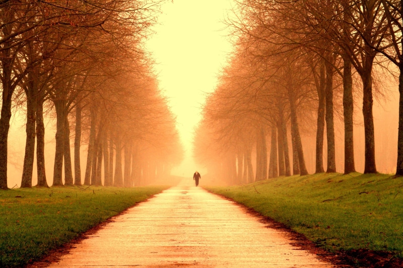 scene, tree, fog, persons, people, liege, belgique, season, wallonie, outdoors, sunset, liège, sunlight, landscape, trees, nature, road, walking, footpath