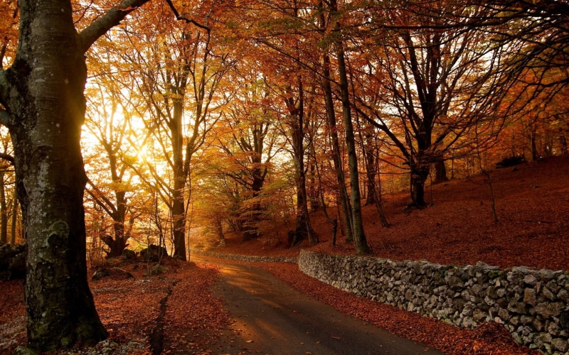 lush Foliage, outdoors, rocks, single Lane Road, autumn, shed, plant, autumn collection, sunlight, change, leaf, tree trunk, nature, leafed, color Image