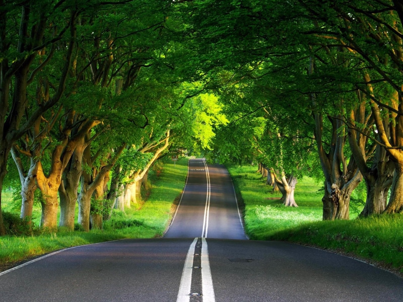 no People, scenics, transportation, summer, non-Urban Scene, footpath, park - Man Made Space, lane, diminishing perspective, tree, descent, road, leaf