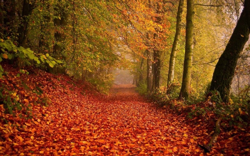 leaves, 1080P, tranquil Scene, light - Natural Phenomenon, bright, beauty In Nature, orange Color, brown, red, tranquility, alley, single Lane Road, tree