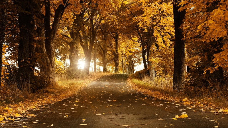 backgrounds, light - Natural Phenomenon, street, direction, the way forward, rural Scene, no People, single Lane Road, gold Colored, bright, leaf, scenics