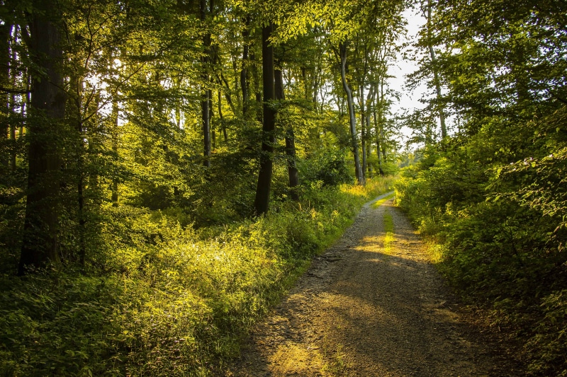 forest, road, daytime, non-urban scene, woodland, growth, direction, summer, tranquil scene, no people, footpath, trees, 5K, forest road, beauty in nature
