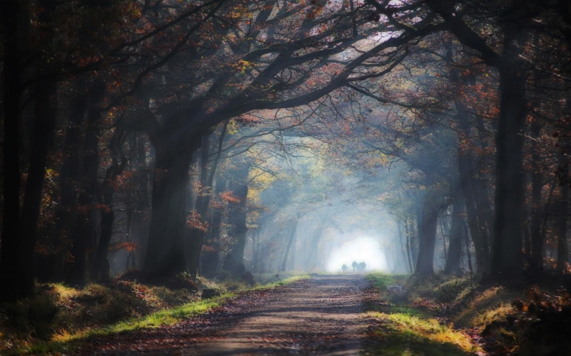 park - Man Made Space, footpath, pathway, light - Natural Phenomenon, horror, spooky, plant, growth, sunlight, mystery, leaves, 1080P, the way forward