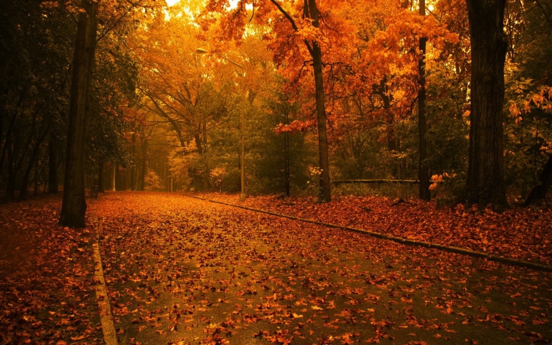 falling, change, lush Foliage, multi Colored, tranquil Scene, colors, day, no People, direction, light - Natural Phenomenon, autumn, tranquility, leaf